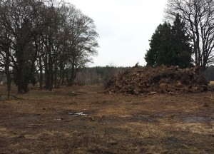 Przyjmę korzenie, cała Polska